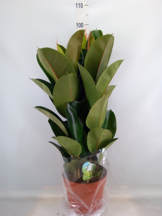 <h4>Ficus elastica 'Robusta'</h4>