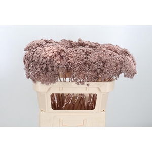 Ammi Zaad Kl Bh Champagne