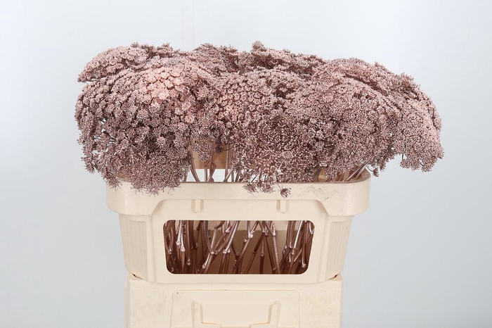 <h4>Ammi Zaad Kl Bh Champagne</h4>