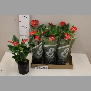 ANTHU AN SUCCESS RED