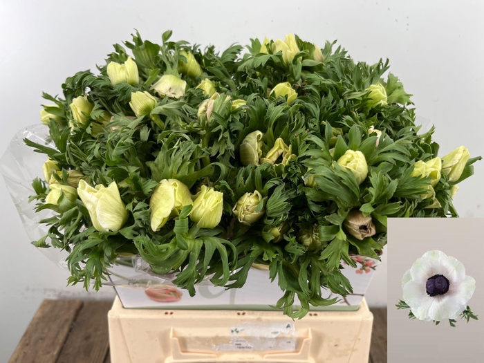 <h4>ANEM CO MAR PANDA</h4>