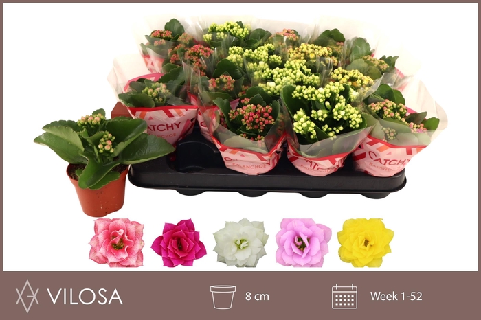 <h4>KAL GE GEM 5 KL</h4>