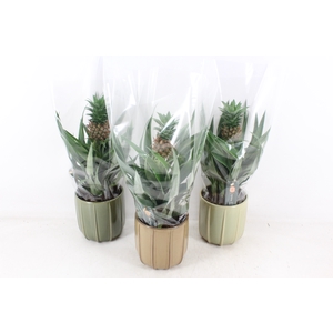 arr3 BS - Ker. Peru ananas