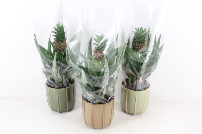 <h4>arr3 BS - Ker. Peru ananas</h4>