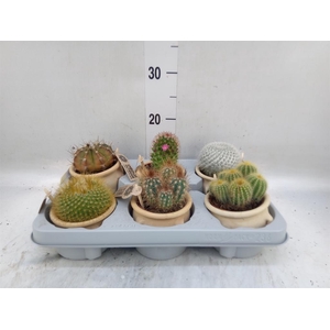 Cactus   ...mix