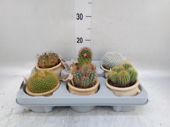 <h4>Cactus ...mix</h4>