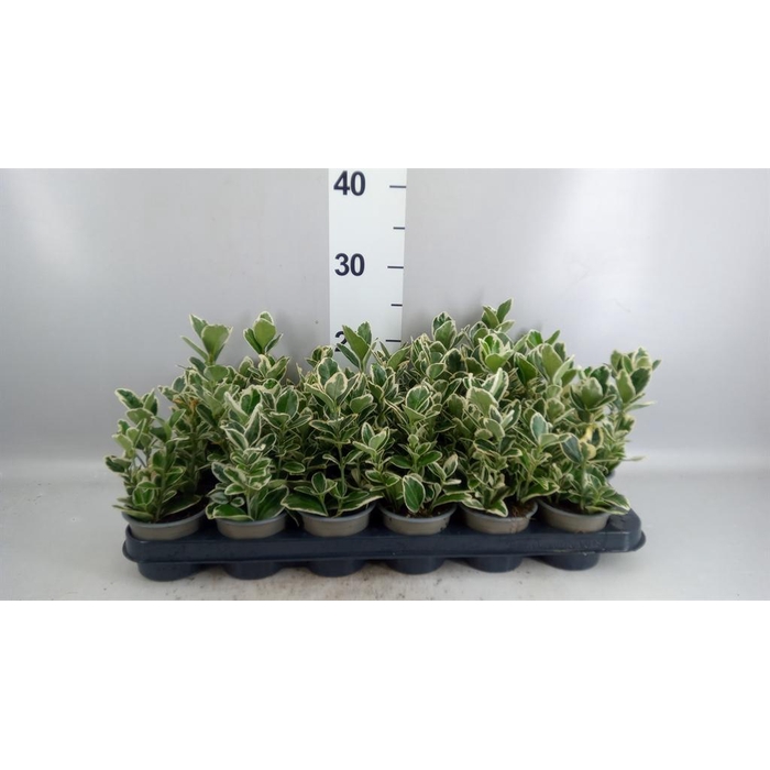 <h4>Euonymus japon. 'Kathy'</h4>