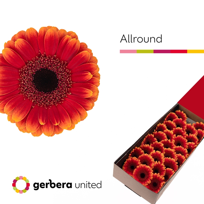 <h4>Germini Allround Doos</h4>