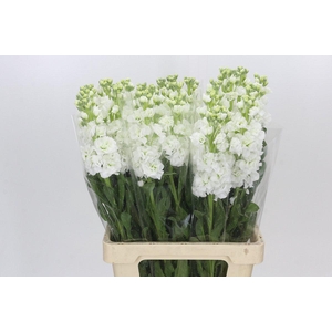 Matthiola Iron White