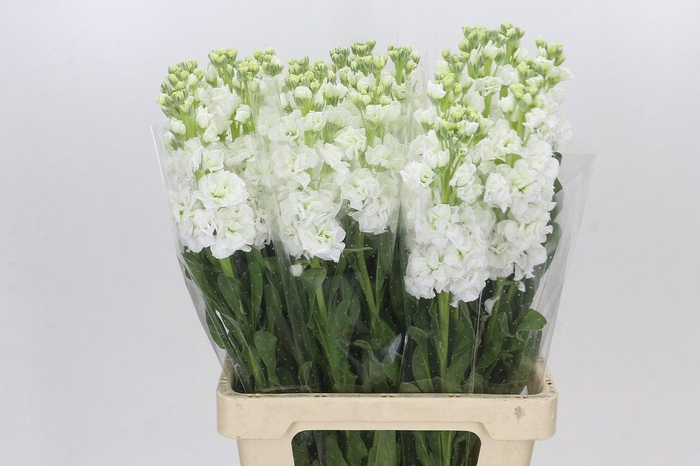 Matthiola Iron White