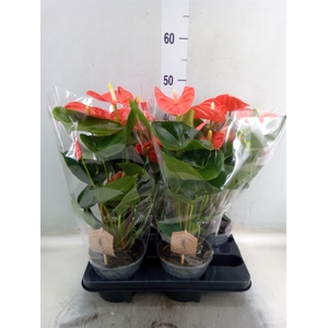 Anthurium andr. 'Sierra Orange'