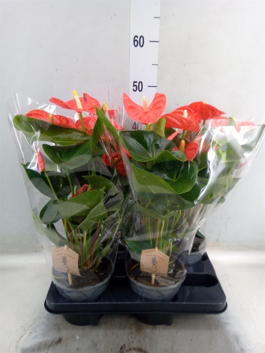 <h4>Anthurium andr. 'Sierra Orange'</h4>