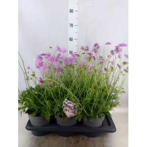 Scabiosa columb. 'Pink Mist'