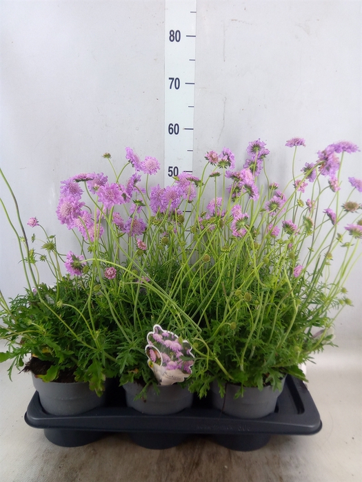 <h4>Scabiosa columb. 'Pink Mist'</h4>