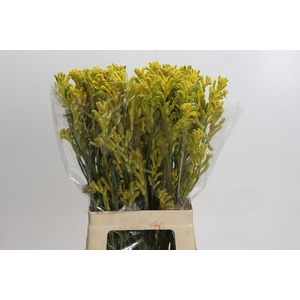 Anigozanthos Bush Gold