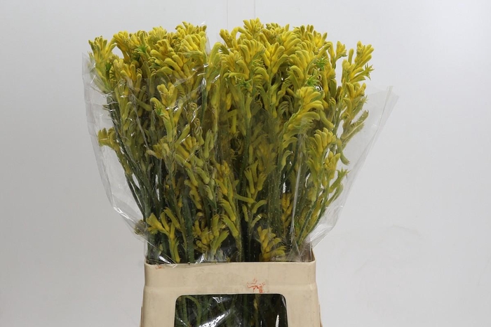 <h4>Anigozanthos Bush Gold</h4>