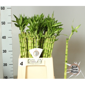 DRAC LUCKY BAMBOO