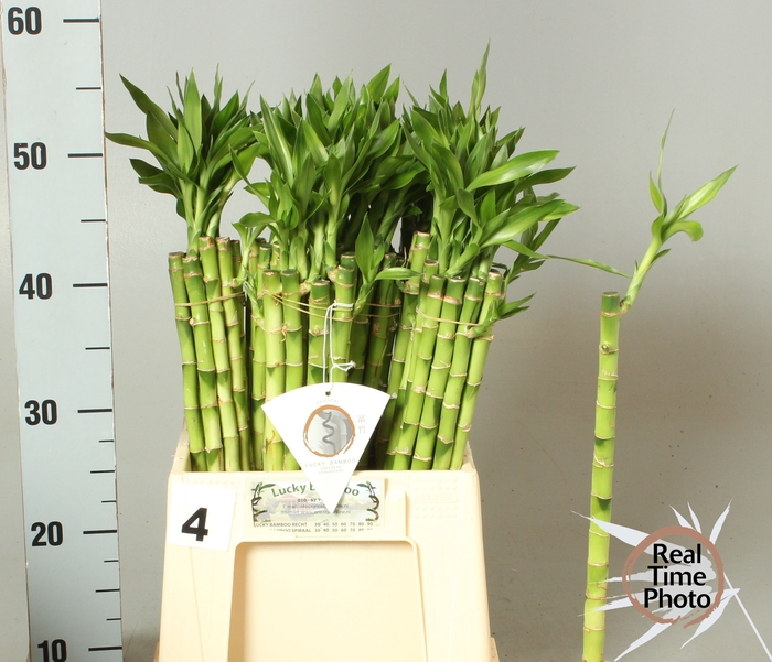 <h4>DRAC LUCKY BAMBOO</h4>