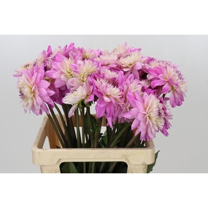 Dahlia Luca Johanna