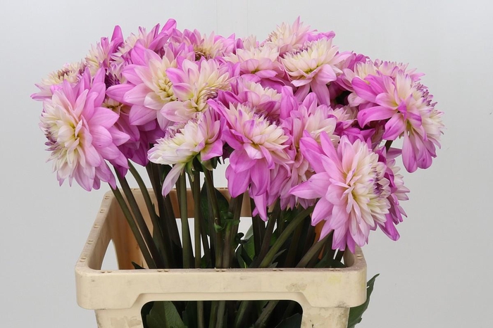 <h4>Dahlia Luca Johanna</h4>