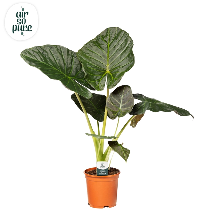 <h4>Alocasia Regal Shield p21</h4>