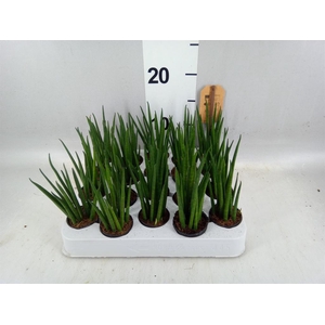 Sansevieria bacularis