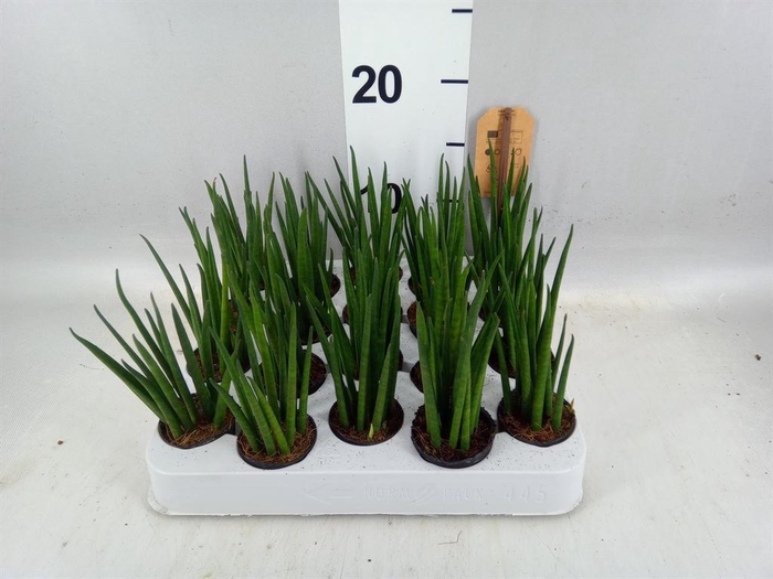 <h4>Sansevieria bacularis</h4>