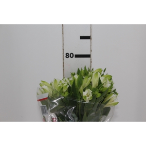 ALSTROEMERIA MISTRAL 080 CM