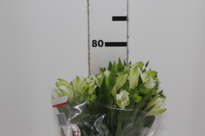 <h4>ALSTROEMERIA MISTRAL 080 CM</h4>