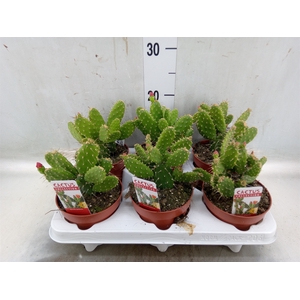 Opuntia