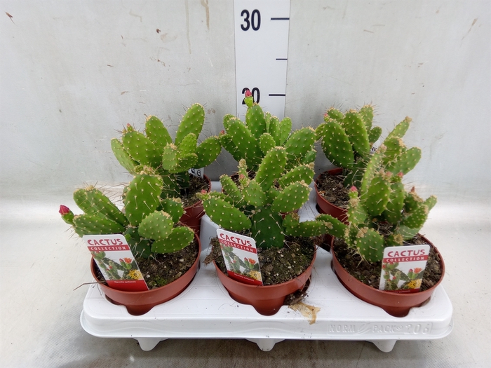 <h4>Opuntia</h4>