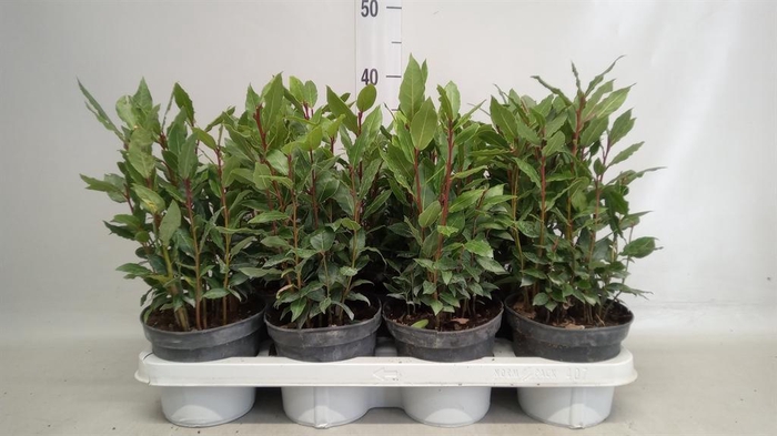 <h4>Laurus nobilis</h4>