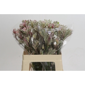 Kangaroo Paw Bush Diamond