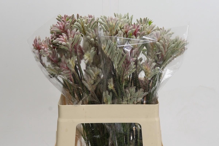 <h4>Anigozanthos Bush Diamond</h4>