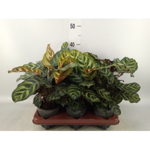 Calathea roseopicta var. illustris