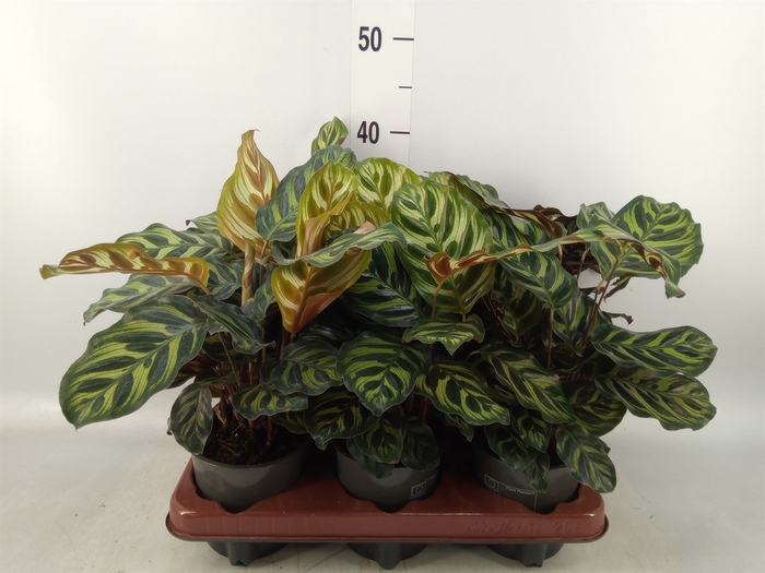 <h4>Calathea roseopicta var. illustris</h4>