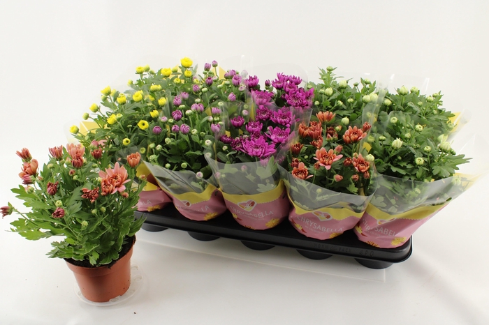 <h4>CHRYS GEVULDBL GEM</h4>