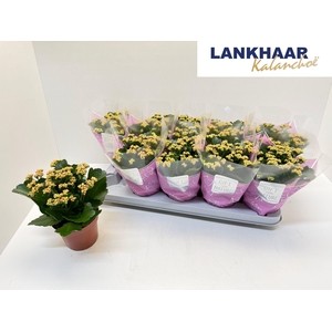 KAL GE PERFECTA PINK