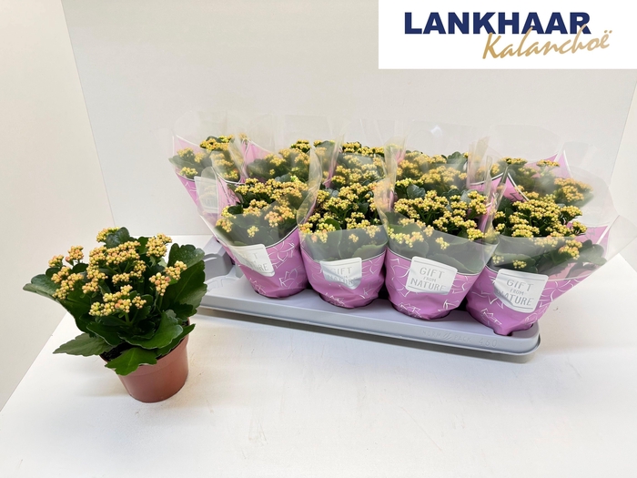 <h4>KAL GE PERFECTA PINK</h4>