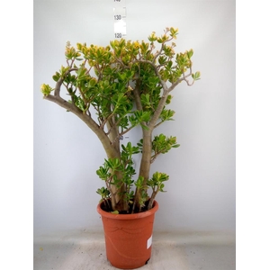 Crassula ovata 'Sunset'