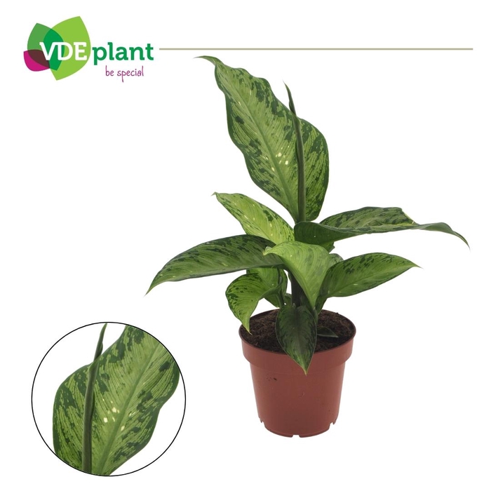 <h4>Dieffenbachia Memoria Corsii 12cm</h4>