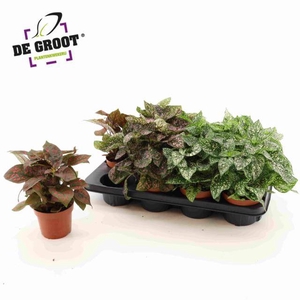 HYPOESTES MIX P12