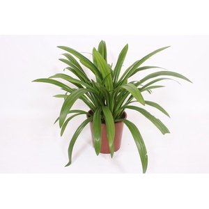 Hymenocallis x fe