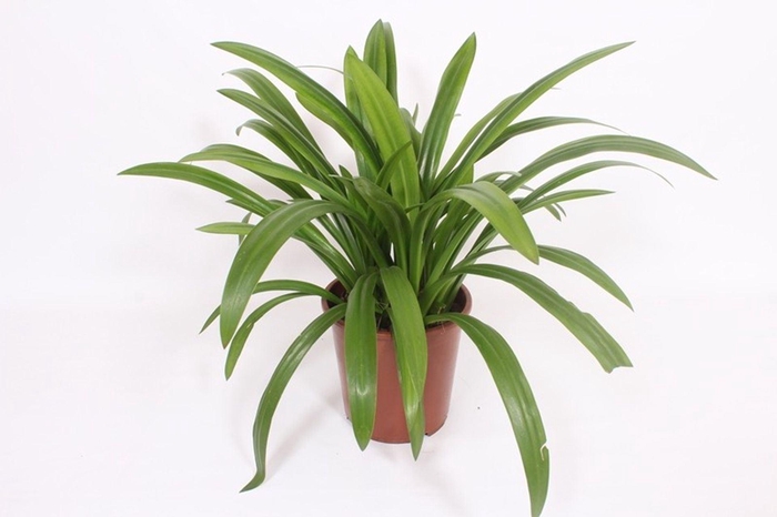 <h4>Hymenocallis x fe</h4>