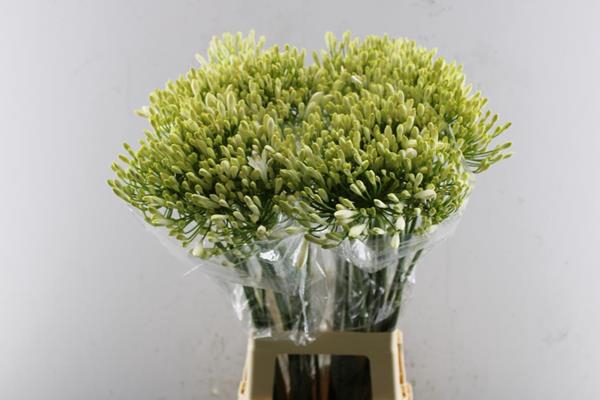 <h4>Agap White Beauty</h4>