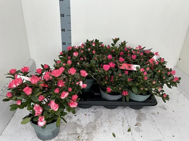 <h4>RHODO SI VOGEL GEM</h4>