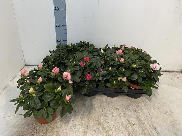 <h4>RHODO SI VOGEL GEM</h4>