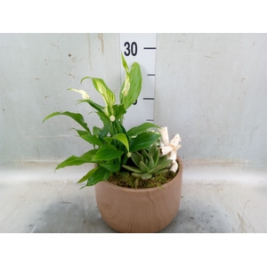 Arr.   Planten L%