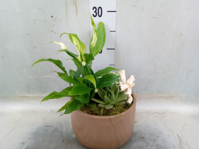 <h4>Arr.   Planten L%</h4>