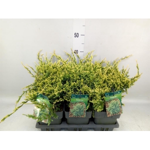 Juniperus squamata 'Holger'